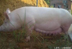 猪配种视频,从亲密接触至成功受孕